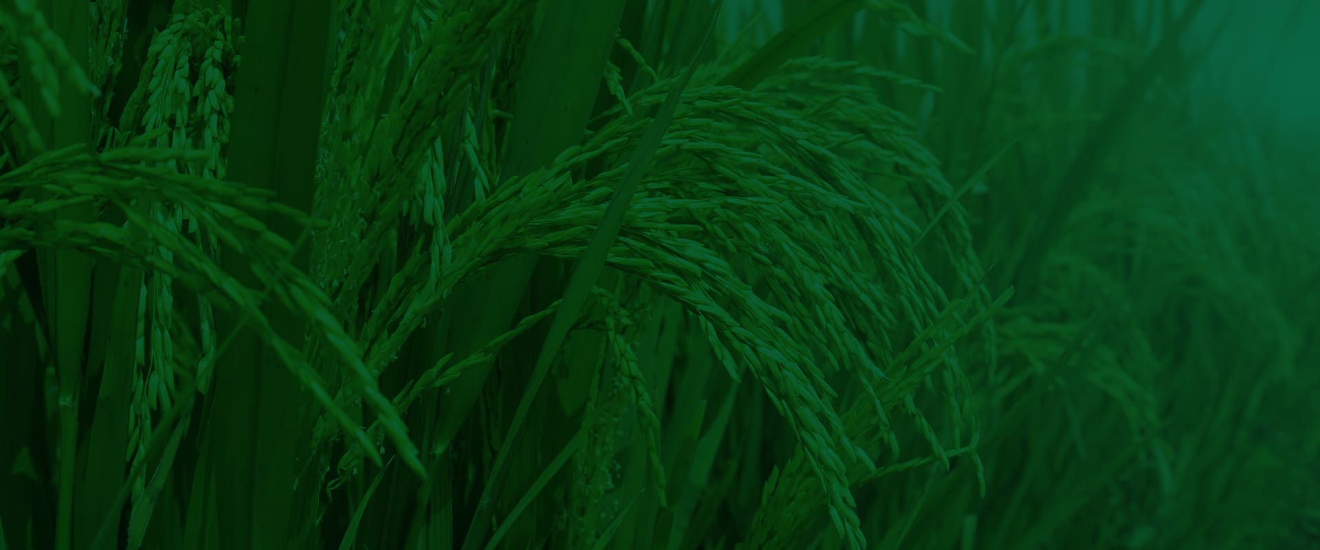 AS_1920x800_1b