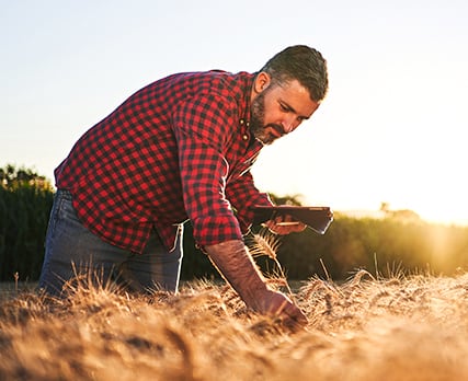 farmer wearing a plaid shirt picking an individual grain of wheat